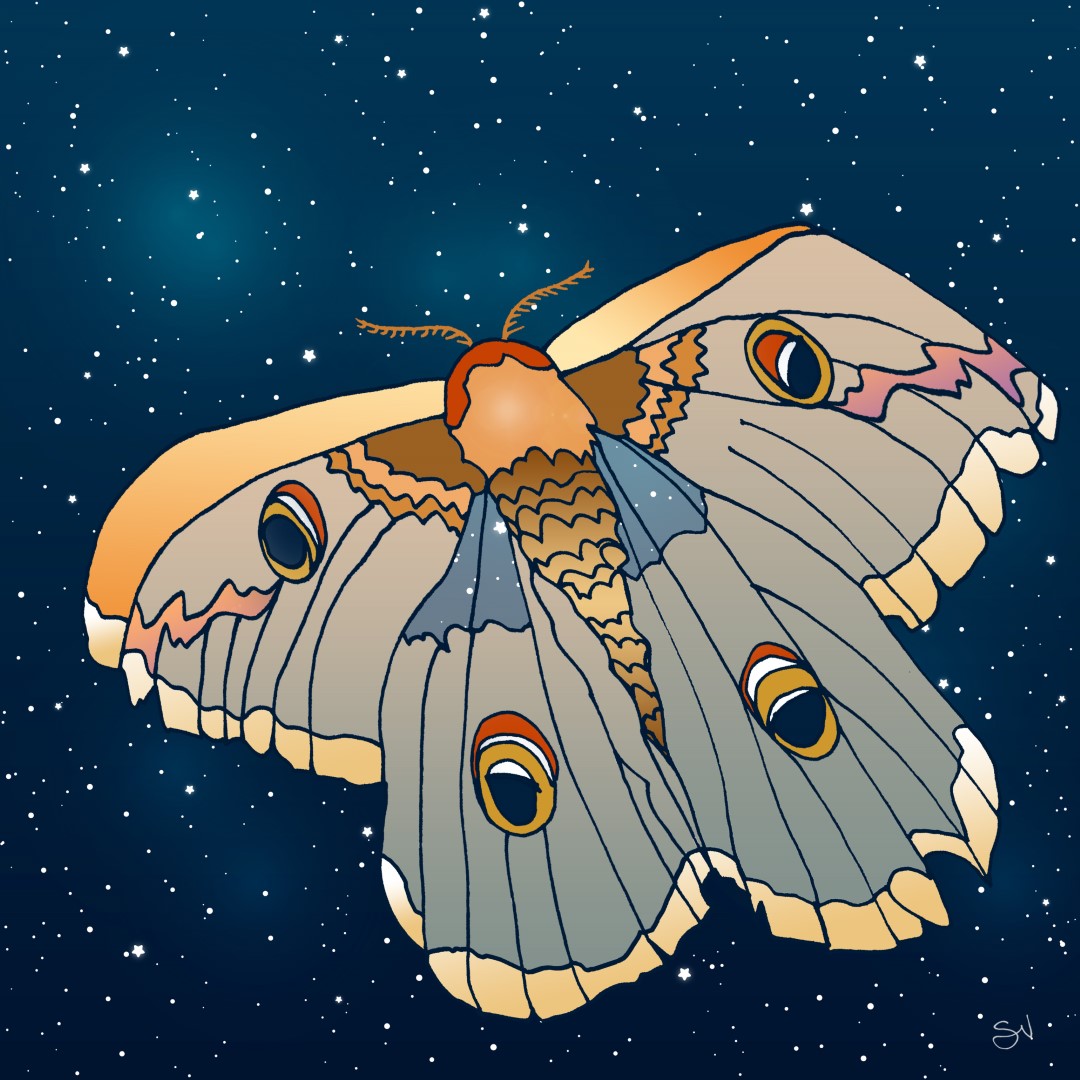Un papillon de nuit translucide sur fond de nuit étoilée